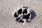 Dog Footprint digital painting