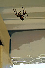 Big Brown Spider digital painting