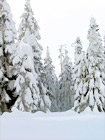 Snow Piled on Trees digital painting