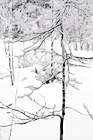 Tree Branch & Snow digital painting