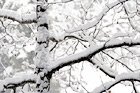 Snowy Tree Branches digital painting