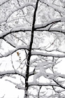 Snow Covered Tree Branches digital painting