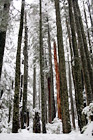 Winter Trees digital painting
