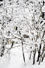 White Snow on Tree Branches digital painting