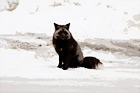 Black & Gray Wild Fox digital painting