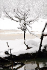 Snow, Tree Branch & Water digital painting