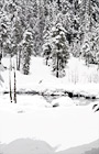 Winter Trees & Snow in Wilderness digital painting