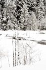 Snowy Wilderness digital painting