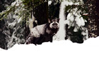 Gray & Black Fox on Snow digital painting