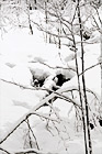 Snowy Winter Wilderness digital painting