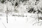Snowy Winter Trees in Wilderness digital painting