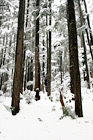 Rows of Winter Trees digital painting