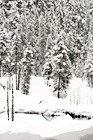 Snow Trees at Longmire digital painting
