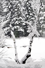 Snowy Tree Limb digital painting