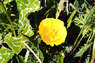 Looking Down at a Poppy Flower digital painting