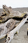 Drift Wood on Beach digital painting