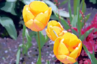 Orange Tulips digital painting