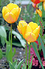 Orange & Red Tinted Tulips digital painting