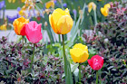 Spring Tulips digital painting