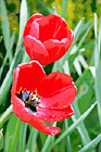 Red Tulip Flowers digital painting
