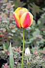 Red, Orange, & Yellow Tulip digital painting