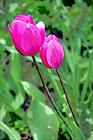 Pink Tulips digital painting