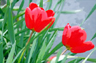 Red Tulips digital painting