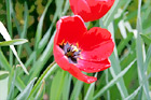 Red Tulip up Close digital painting