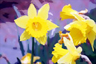 Yellow Daffodil Flowers digital painting