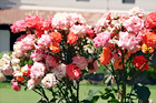 Assorted Pink Flowers digital painting