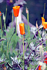 California Poppy Flowers digital painting