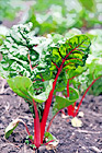 Swiss Chard Lettuce digital painting