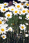 Daisy Flowers digital painting