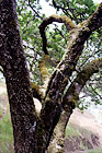 Mossy Tree digital painting