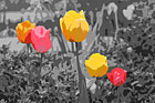 Tulips Art digital painting