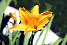 Orangish-Yellow Flower digital painting