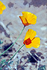Orange Poppy Flowers digital painting