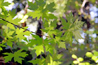 Green Maple Leaves digital painting