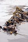 Seaweed on Beach digital painting