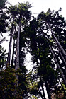 Tall Trees digital painting