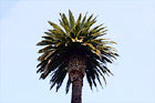 Palm Tree digital painting