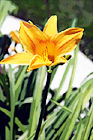 Orange Flower digital painting