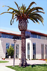 Palm Tree on Santa Clara Campus digital painting