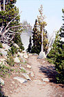 Hiking Trail in Mt. Rainier National Park digital painting