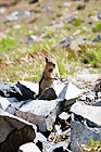 Standing Squirrel digital painting