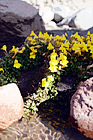 Flowers & Rocks digital painting