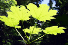 Green  Sticker Plant in Sunlight digital painting