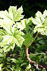 Green Leaf Stickers digital painting