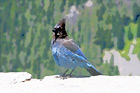 Blue Bird digital painting