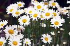 Daisy Flowers Up Close digital painting
